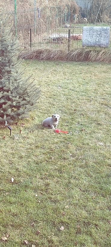 американский акита купить: Щенок Лабрадор отдам в добрые руки белый окрасщенку 2 месяца — 1