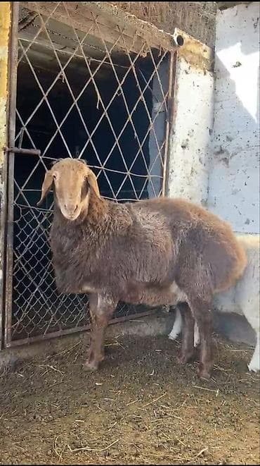 собаки токмок: Сатам | Кочкор (эркек) | Гиссар | Көбөйтүү үчүн | Асыл тукумдуу — 4