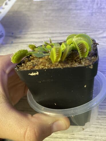 мухоловка растение: Продаю венерину мухоловку Полив когда подсохнет грунт тогда и полит — 3