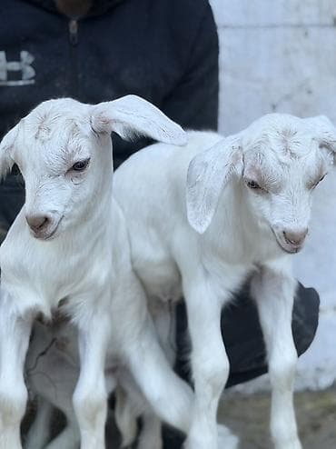 Продаю | Козлёнок | Для разведения at lalafo.kg Продаю | Козлёнок | Для разведения