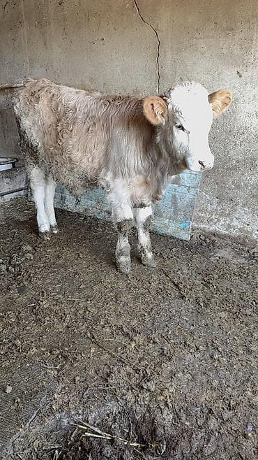 курица живая: Продаю | Бык (самец) | Симментальская, Бельгийская | Для разведения | Искусственник — 6