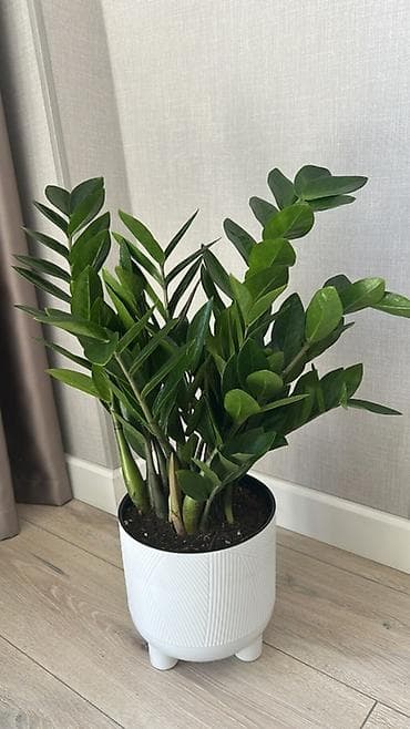 акрил листы: Замиокулькас (долларовое дерево) в горшках - Пышные кусты с плотными — 5