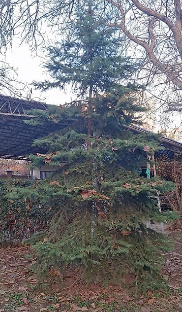 Үй жана бакча үчүн баардык: Продаю деревья Орех 5шт. Многолетние, по 40лет и более. Под само-спил — 9