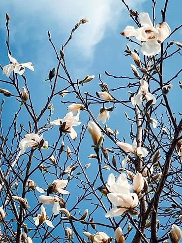 atom: Оформление личного кабинета на www.atomy.ru для самостоятельных — 1