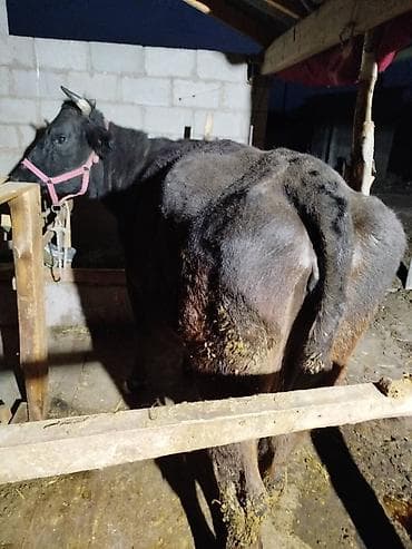 Рыбы: Продаю | Корова (самка) | Для молока | Привязанные — 2