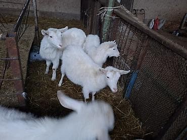 А/ч жаныбарларын сатам: Сатам | Улак | Заанен | Көбөйтүү үчүн — 2