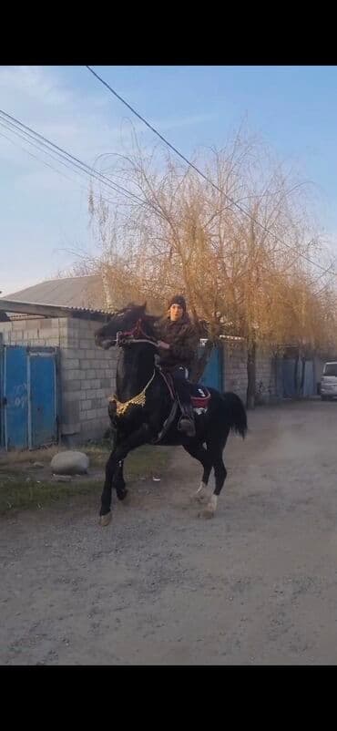 возьму собаку в добрые руки: Продаю | Жеребец | Арабская | Рабочий — 8