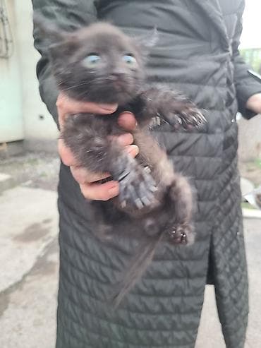 животные кот: Котята домашние, разного окраса: - черно-белый с белой «маской» и — 2