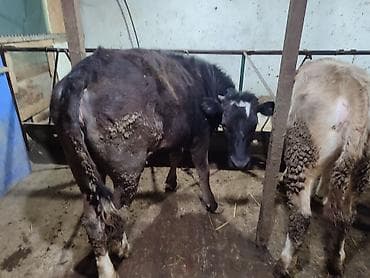 кой бишкек: Сатам | Кунаажын | Голштин, Алатоолук, Швиц | Союуга, Көбөйтүү үчүн, Бордоп семиртүү үчүн | Асыл тукумдуу, Кунажын, Байланган — 9