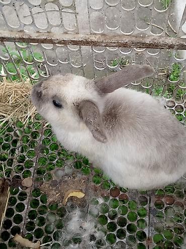 Кемирүүчүлөр: Кролик декоративный,девочка возраст 7 месецов — 2