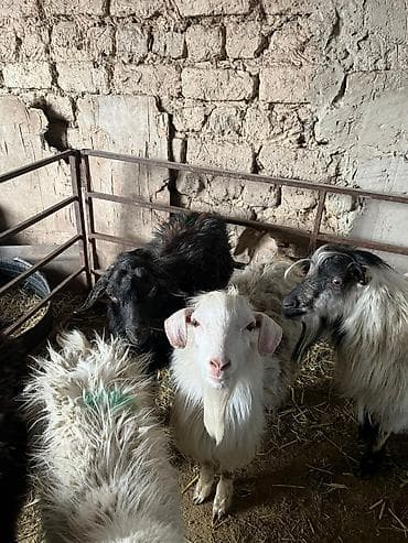 кукуруз продаю: Продаю | Коза (самка) | Для разведения — 2