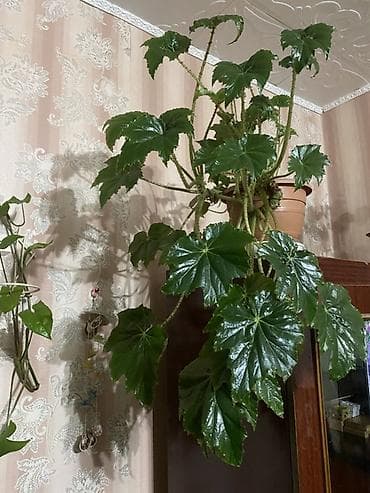 купить молочай миля: Комнатные растения в горшках — крупные взрослые экземпляры: 1) — 2