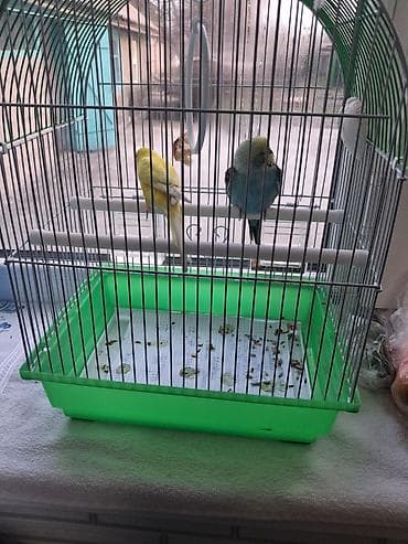 белка дегу: Канарейка папугай — 1