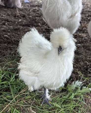 дом животные: Продаю | Куры, Петух — 4