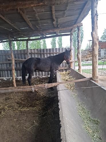 беркут птица: Продаю | Кобыла (самка) | Для разведения — 3