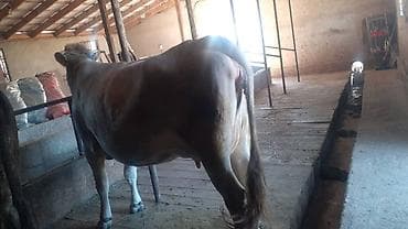 коровы молочной породы купить: Продаю | Корова (самка), Бык (самец), Тёлка | Алатауская | Племенные, Стельные, Отела не было — 2