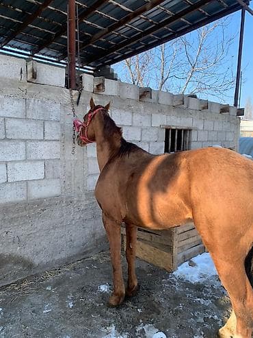 сколько стоит хаски в кыргызстане: Продаю | Жеребец — 2