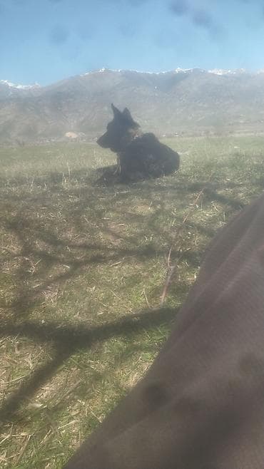 шерсть меренос: Собака крупного размера, черного окраса. Атлетичное телосложение — 1