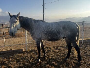 продажа домашних животных: Продаю | Жеребец | Конный спорт | Племенные — 7