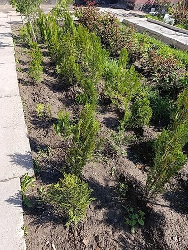 куплю деревья: СРОЧНО ПРОДАЮТСЯ ТУИ❗❗❗ 200 ШТУК❗❗❗ СОРТ КНИЖКА — 6