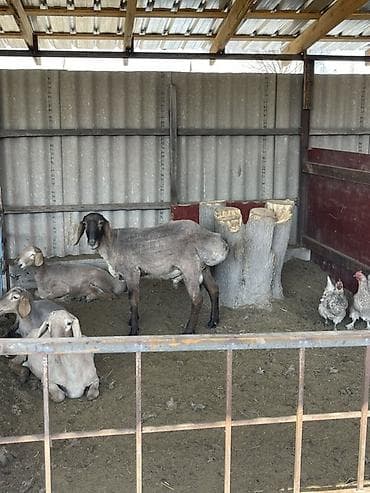 продажа кукуруза: Продаю | Баран (самец) | Для разведения — 1