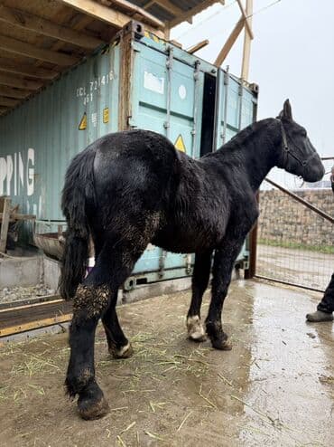 вислоухие кошки бишкек: Продаю | Жеребец | Конный спорт, Для разведения — 4
