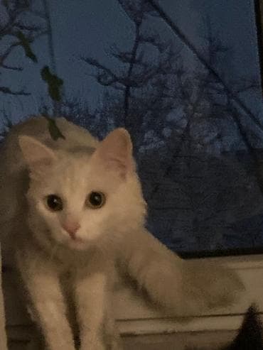 кокон ээр: Ангорская, 10 месяцев, Девочка, Белый, Приучена к лотку — 10