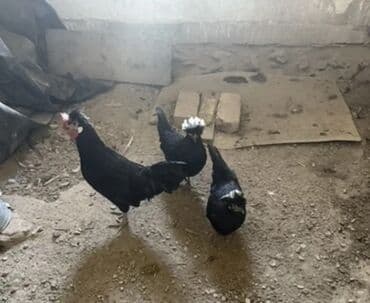 Собаки: Продаю | Куры | Для разведения — 2