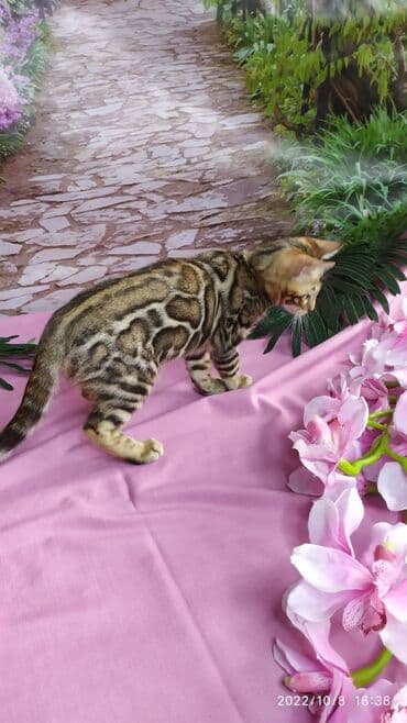 новорожденные котята: Бенгальские Детки .проф питомник Бен Гла Мур. предлагает Девочек и — 18