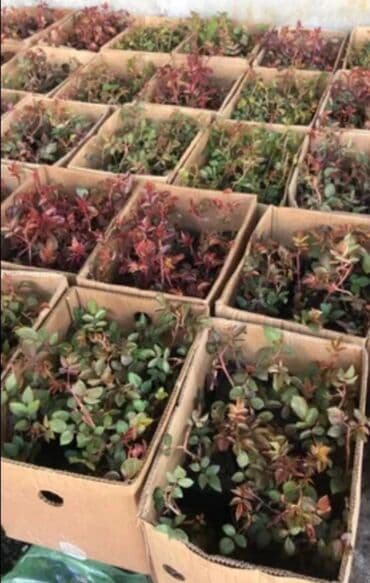 роза в горшке купить: Саженцы роз закрытый грунт оптом розница — 4