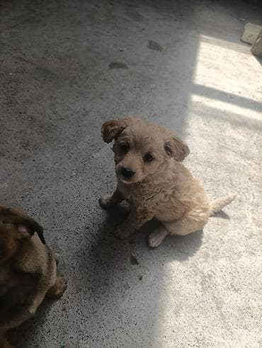 щенки пудель: Отдаем щенков в добрые руки. Щенки — дворняжки, маленькие пушистики с — 5