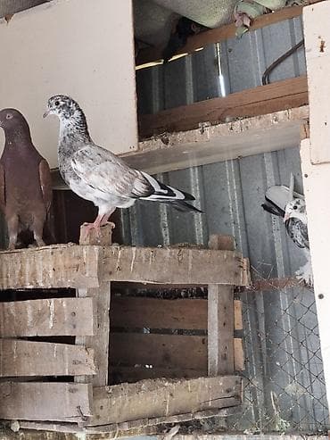 брама изабель: Голуби домашние, декоративно-летные породы, разного окраса. Описание — 3