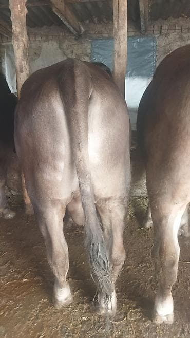 ангус купить: Продаю | Бык (самец) | На откорм | Привязанные — 7