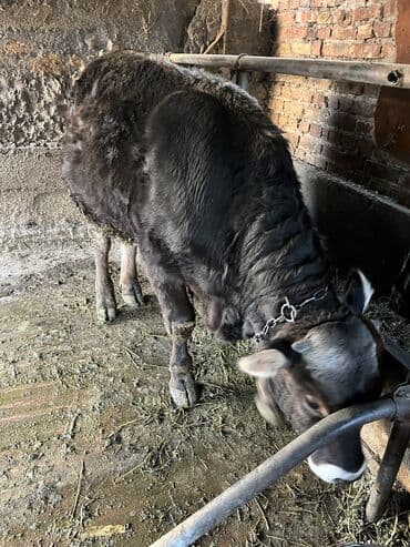 сколько стоит порода собаки доберман: Продаю | Бык (самец) | Швицкая | На забой, На откорм, Для разведения | Искусственник — 1