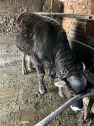 цены породистых собак: Продаю | Бык (самец) | Швицкая | На откорм, На забой, Для разведения — 2