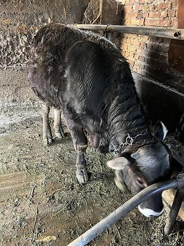 Аквариумы: Продаю | Бык (самец) | Швицкая | На откорм, На забой, Для разведения | Искусственник — 1