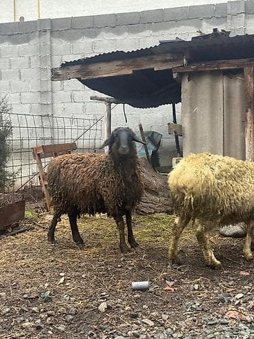 big 6: Продаю | Овца (самка) | Полукровка | Для разведения — 3