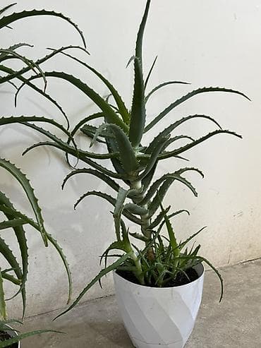 алоэ: Алоэ (суккулент) в горшке - Вид: алоэ с длинными мечевидными листьями — 4
