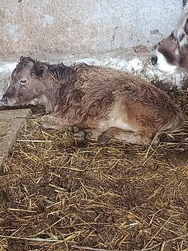 4 5мм: Сатам | Бука (эркек) — 2