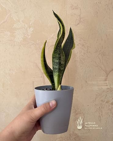 драцены: 🌿 САНСЕВИЕРИЯ Стильное и неприхотливое комнатное растение, которое — 5