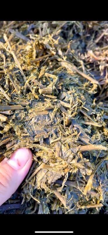 Сенаж свежий, чистый клевер доставка есть