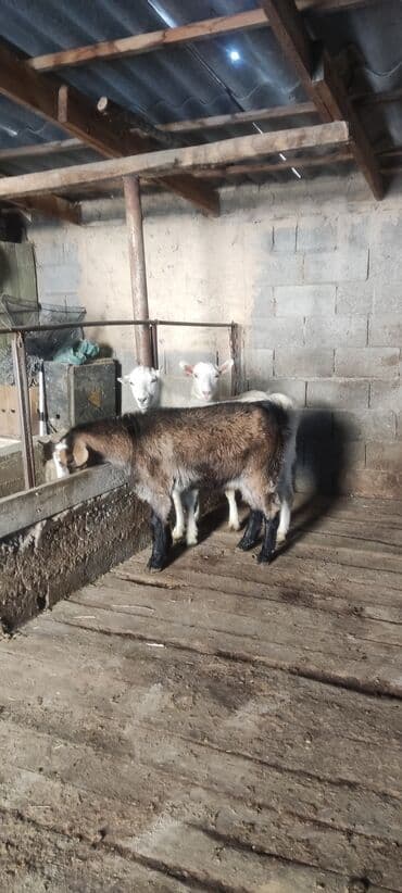 племенные коровы молочные купить: Продаю | Козлёнок | Для разведения — 1