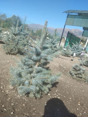 полироль авто: Саженцы деревьев: Ели — 1