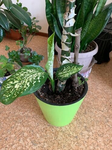 диффенбахия купить: 2 фикуса в горшке и 1 диффенбахия. про фикусы: Высота 1.5 - 2 метра — 4