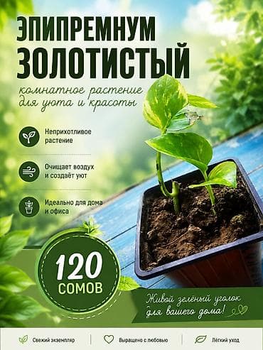 лилии бишкек: Комнатные растения для уюта и красоты 1) Эпипремнум золотистый - — 1