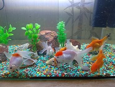 купить рыбу клоуна: Продаются золотые рыбки 6 шт «Красная шапочка»! 🐠❤️ Красивые — 3