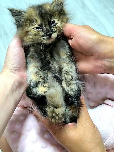 Кошки: Кошка даром: Беспородная, 2 месяца, Мальчик, Приучена к лотку — 5