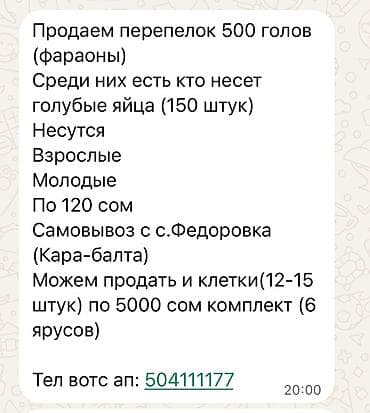 С/х животные и товары: Перепела породы «фараон» — 500 голов. - Есть несушки, в том числе — 1
