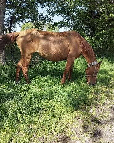 продаю лошади: Продаю | Кобыла (самка) | Кара Жорго | Для молока, Рабочий | Племенные — 2