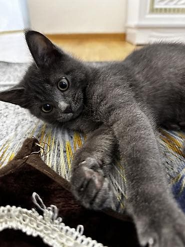 бархатные котята: 3 месяца, Мальчик, Приучена к лотку — 1